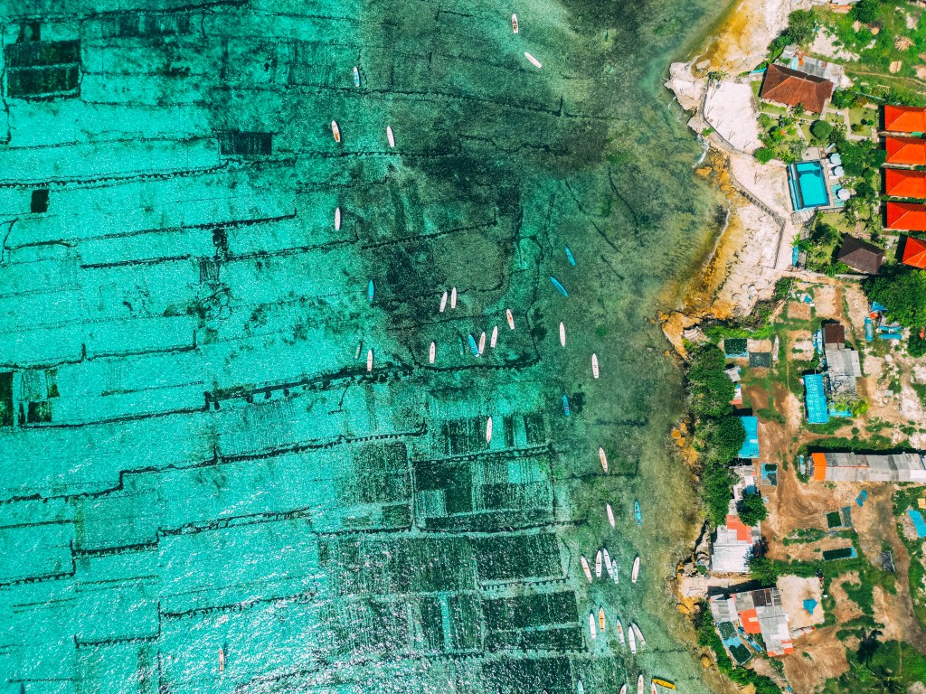 Grid of seaweed farm plots in turquoise water beside the shore, seen from above, Nusa Ceningan